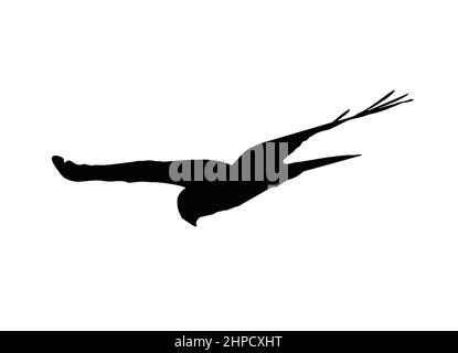 kestrel Falcon Bussard Harrier Falken Drachen Adler Silhouette Stock Vektor