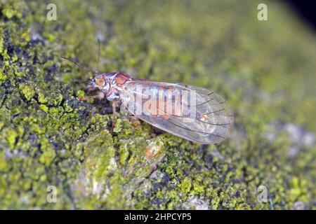 Cacopsylla melanoneura ist ein Insekt der Familie der Psyllidae. Ernähren sich von Apfelbäumen und gilt als der Hauptvektor der Phytoplasmaerkrankung Stockfoto