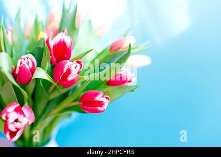 Schöne Tulpen Haufen, florale Grenze. Layout für Frühlingsferien. Grußkarte zum Muttertag. Stockfoto