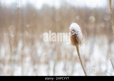 Frost auf den Samenkästen der Teasels. Stockfoto