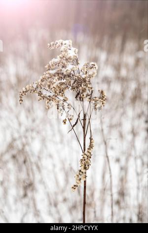 Zweig von Goldrutengras mit verblichenen trockenen Blumen und mit Schnee bedeckten Samen Stockfoto