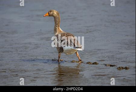 Graugans, wissenschaftlicher Name: Anser Anser. Große, ausgewachsene Greylag-Gans watete durch dicken Schlamm an der schottischen Küste. Nach rechts. Kopieren Sie den SPAC Stockfoto