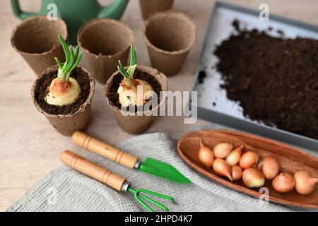 Flach liegend. Pflanzen von Samen in Saatgutvermehrer mit Erde. Stockfoto