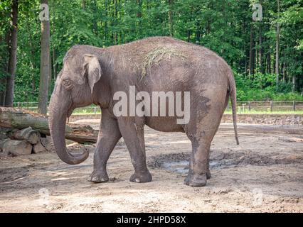 Elefant im Zoo. Stockfoto