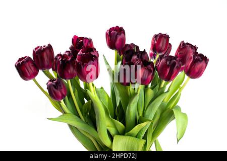 Bouquet von dunkelroten Tulpen isoliert auf weißem Hintergrund. Stockfoto