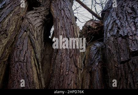 Nahaufnahme von tiefer strukturierter Rinde auf einem alten Weidenbaum am Ufer des Flusses Arrow, Warwickshire. Stockfoto