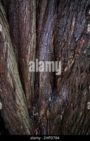 Nahaufnahme von tiefer strukturierter Rinde auf einem alten Weidenbaum am Ufer des Flusses Arrow, Warwickshire. Stockfoto