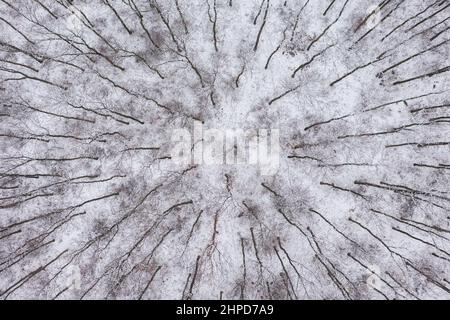Von oben nach unten blickt man auf den Winterwald. Bäume im Schnee. Stockfoto