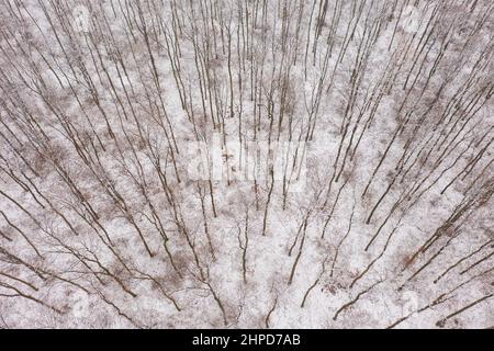 Blick aus der Vogelperspektive auf den Winterwald. Bäume im Schnee. Stockfoto