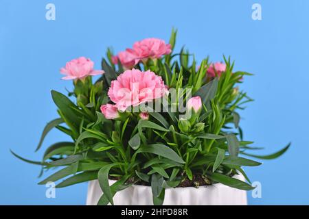 Rosa Dianthus blüht im Topf auf blauem Hintergrund Stockfoto