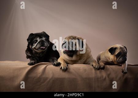 Alter Neujahr Pug im Studio Stockfoto