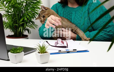 Lustige Erwachsene graue Katze verhindert, dass der Freiberufler am Laptop arbeitet. Das Tier beißt in die Hand. Mangelnde Aufmerksamkeit für Haustiere Stockfoto