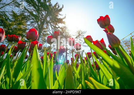 Rote Tulpen. Blick auf rote Tulpen im Park vor blauem Himmel und Sonne. Frühling Blüte Hintergrund Foto. Emirgan Park in Istanbul. Stockfoto