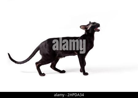 Orientalische schwarze Katze, die isoliert auf weißem Hintergrund läuft und mäht. Stockfoto