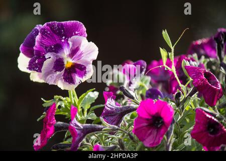 Regentropfen auf lila Stiefmütterchen und rosa Petunien Stockfoto