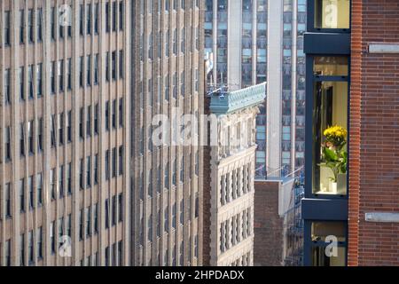 Gelbe Blumen in einem Fenster eines Wohnhauses, gefangen in der Sonne in einem Meer von Bürogebäuden, New York City, USA 2022 Stockfoto