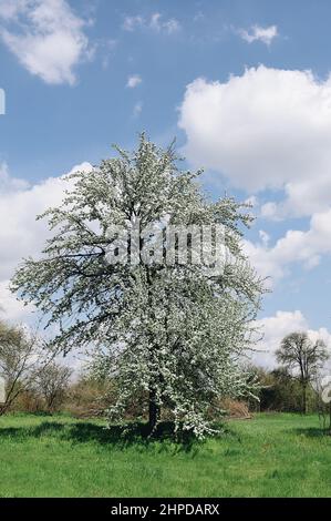 Frühling Gartenwiese mit Blüte der Birne Baum an sonnigen warmen ruhigen Tag, Natur der Ukraine Stockfoto