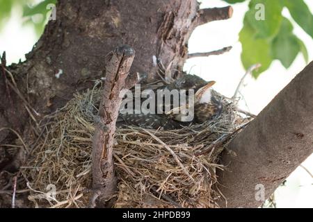 Baby-Rotkehlchen in ihrem Nest Stockfoto