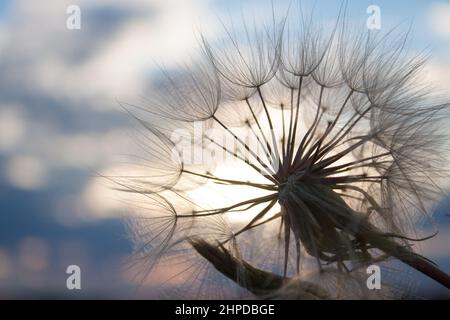 Riesen Löwenzahn Stockfoto