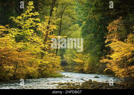 South Fork McKenzie River auf dem Frissel Crossing Campground, mit Bigleaf Maple und Vine Maple Bäumen in Herbstfarbe; Willamette National Forest, Cascade M Stockfoto