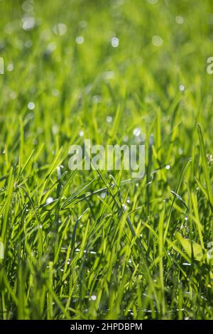 Tautropfen im Gras Stockfoto