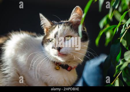 Porträt einer schönen erwachsenen schweren flauschigen langhaarigen dreifarbigen Katze Stockfoto