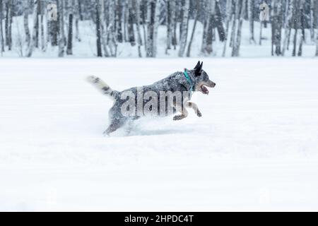 Australischer Rinderhund oder blauer Heeler, der im Winter auf Schnee läuft Stockfoto