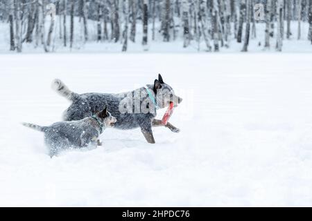 Zwei australische Rinderhunde oder blaue Heelen, Erwachsene und Welpen, spielen zusammen auf Schnee in der Winternatur Stockfoto