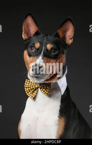 Porträt eines ernsthaften Hundes der afrikanischen basenji-Rasse mit Fliege isoliert vor schwarzem Hintergrund. Speicherplatz kopieren. Stockfoto