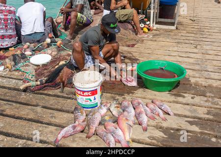 Mann, der Fische auf der Anlegestelle von Pontao Santa Maria, Praia Santa Maria, Santa Maria, Sal, República de Cabo (Kap Verde) filet Stockfoto