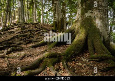 Malerischer Blick auf die Wurzeln eines riesigen, mit Moos bedeckten Baumes im Wald Stockfoto
