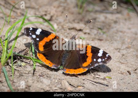 Roter Admiral-Schmetterling auf getrocknetem Boden Stockfoto