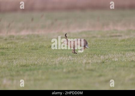 Europäischer Hase (Lepus europeaus), erwachsenes Männchen, das mit einem bockenden Gang läuft, der als „Totting“ über Grasland bekannt ist, Suffolk, England, Februar Stockfoto