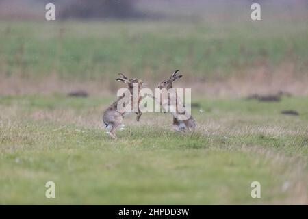 Europäischer Hase (Lepus europeaus), erwachsenes Paar, „Boxen“, Weibchen kämpfen sich im Grasfeld gegen Männchen, Suffolk, England, Februar Stockfoto