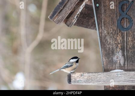 Schwarzdeckelschnepfe an einer Futterstelle im Winter im Cap-Tourmente National Wildlife Area an der Beaupre-Küste in Saint-Joachim Quebec, Kanada Stockfoto