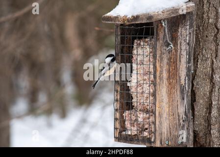 Schwarzdeckelschnepfe an einer Futterstelle im Winter im Cap-Tourmente National Wildlife Area an der Beaupre-Küste in Saint-Joachim Quebec, Kanada Stockfoto