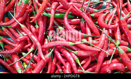 Eine große Anzahl roter Paprika wird auf das Regal gestellt. Stockfoto