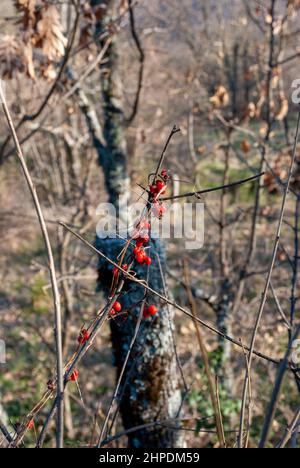 Wilde rote Beeren im Winter von Ribes alpinum in senkrechter Höhe Stockfoto