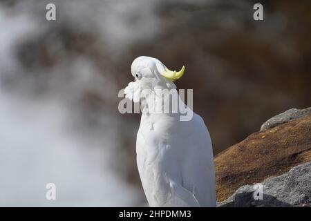 Hochwinkelige Rückansicht eines Kakadus mit seinen vom Wind gekräuselten Gesichtsfedern Stockfoto