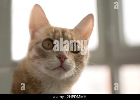 Nahaufnahme Porträt des roten Katzenkopfes mit schönen bernsteinfarbenen Augen, Makro Stockfoto