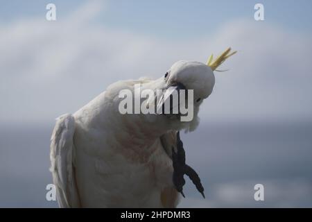 Nahaufnahme Porträt eines Kakadus, der sich am Hals kratzt Stockfoto