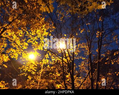 Die Laterne leuchtet durch den Herbstwald. Stockfoto