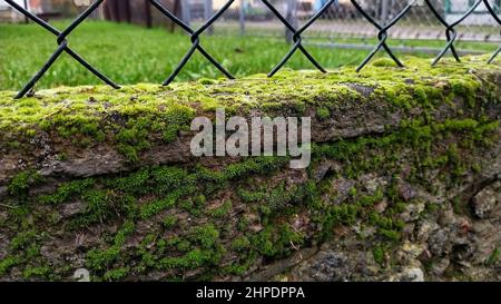 Drahtzaun aus dem Netz, auf dem Fundament aus dem Moos. Stockfoto