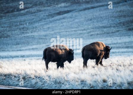 Zwei junge Bisons grasen in der Abendsonne im Antelope Island State Park, Utah, USA. Hier wohnt eine der ältesten und größten reinen Bisons-Herden. Stockfoto