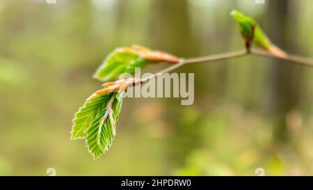 Frühlingshintergrund mit frischen grünen Blättern im Wald. Junges erstes Blatt als Symbol für Leben, Wachstum, Geburt. Ökologie und Umweltschutz. Stockfoto