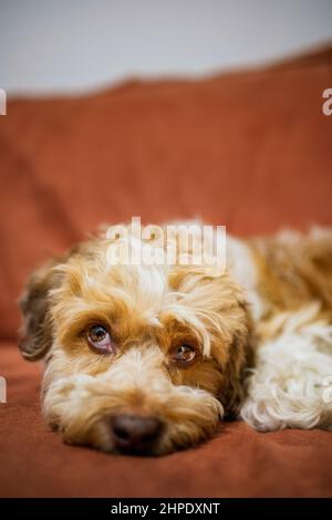 Niedlicher Pudel, der auf einer Couch ruht. Stockfoto