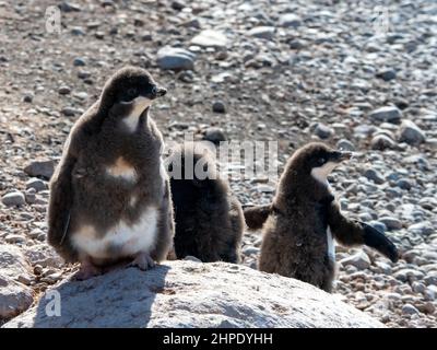Adelie Penguin, Pygoscelis adeliae, mit Küken bei Brown Bluff, Antarktische Halbinsel Stockfoto
