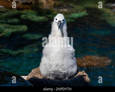 Schwarzbrauenalbatros, Thalassarche melanophris, brütet auf West Point Island, Falkland Islands Stockfoto