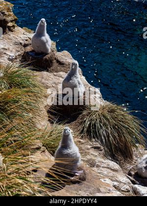 Schwarzbrauenalbatros, Thalassarche melanophris, brütet auf West Point Island, Falkland Islands Stockfoto