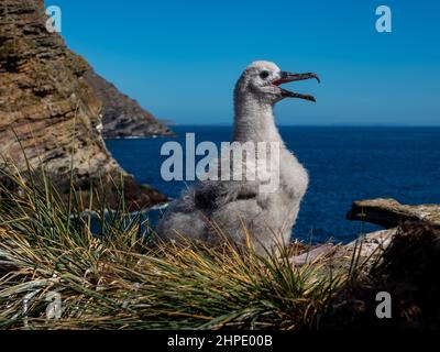 Schwarzbrauenalbatros, Thalassarche melanophris, brütet auf West Point Island, Falkland Islands Stockfoto